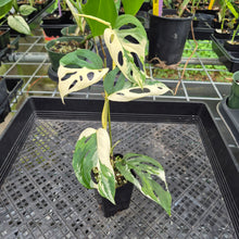 Load image into Gallery viewer, Monstera Adansonii Laniata Albo Variegated exact plant, Fedex 2day*
