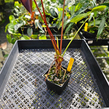 Load image into Gallery viewer, Anthurium Red Beauty, Exact Plant
