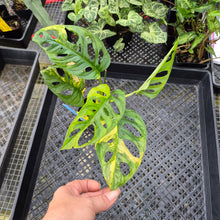 Load image into Gallery viewer, Monstera Adansonii Aurea, Exact Plant Variegated Ships Nationwide
