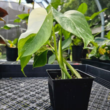 Load image into Gallery viewer, Monstera Borsigiana Albo Deliciosa, Exact Plant Variegated
