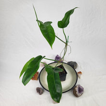Load image into Gallery viewer, Philodendron Jerry Horne, Exact Plant Ships Nationwide
