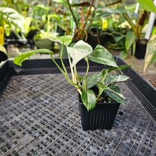 Load image into Gallery viewer, Epipremnum Pinnatum Albo, Exact Plant Variegated Ships Nationwide
