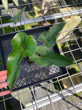 Load image into Gallery viewer, Anthurium Brownii, Exact Plant
