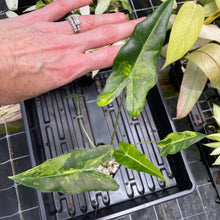 Load image into Gallery viewer, Alocasia Sarian aurea variegated 2.5" pot, Fedex 2day*
