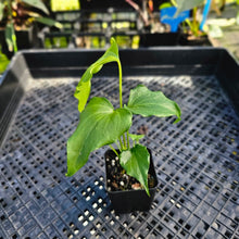 Load image into Gallery viewer, Anthurium Macrolobium x leuconeurum, Exact Plant 2.5&quot; Ships Nationwide
