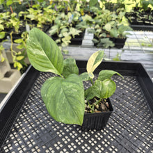 Load image into Gallery viewer, Monstera Lechleriana Variegated exact plant, Fedex 2day*
