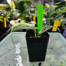 Load image into Gallery viewer, Scindapsus Jade Satin Marble Queen, Exact Plant Variegated Ships Nationwide
