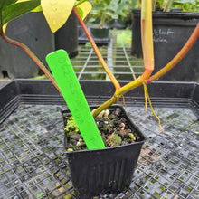 Load image into Gallery viewer, Philodendron Florida Beauty, Exact Plant Variegated
