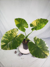 Load image into Gallery viewer, Alocasia Gageana Aurea Variegated 6&quot; pot, ships nationwide
