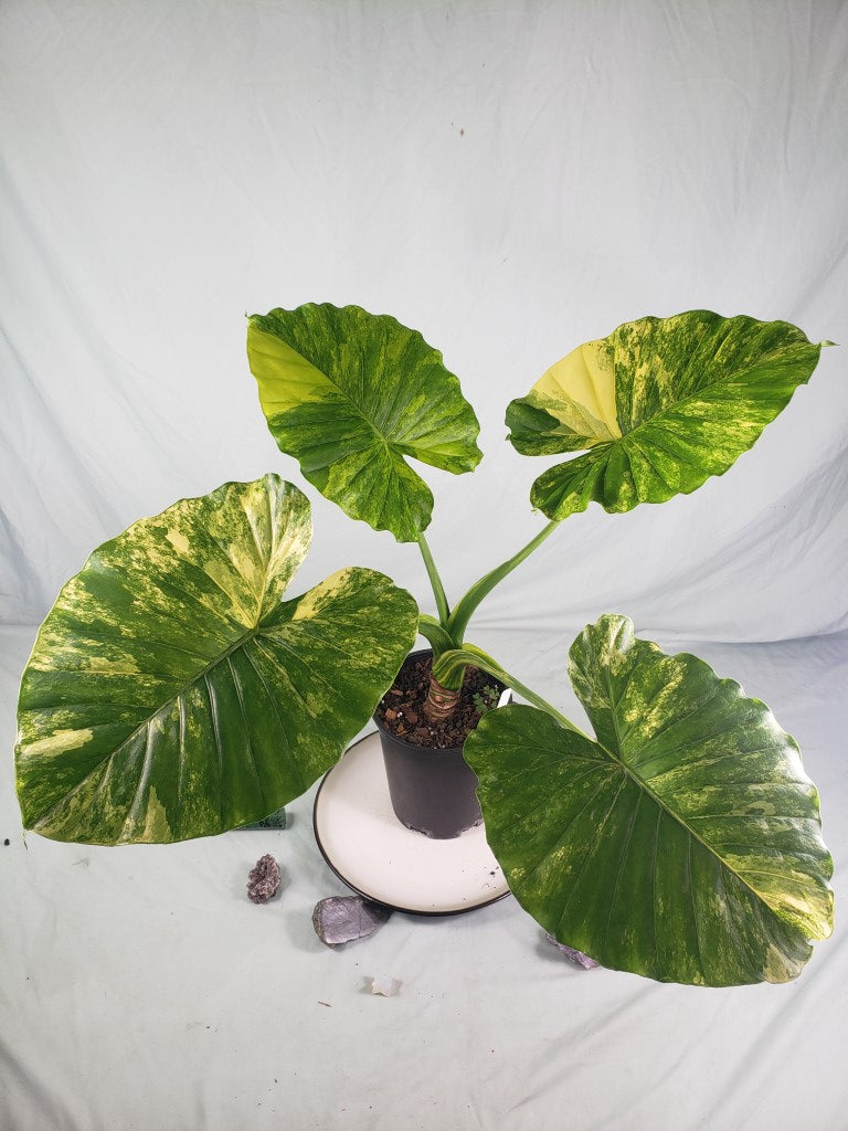 Alocasia Gageana Aurea Variegated 6