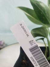 Load image into Gallery viewer, Monstera Standleyana Albo, Exact Plant Variegated
