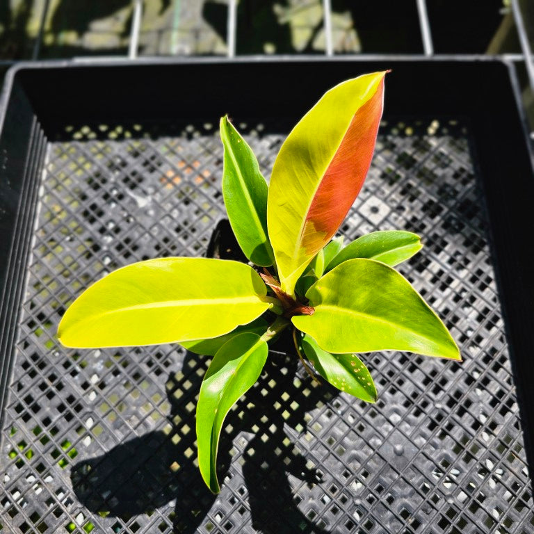 Philodendron Red Moon, Exact Plant Variegated