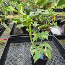 Load image into Gallery viewer, Rhaphidophora Tetrasperma Albo, Exact Plant Variegated Ships Nationwide
