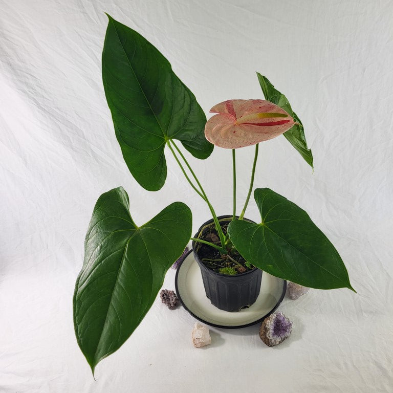 Anthurium Shibori, Exact Plant Variegated