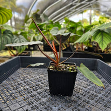 Load image into Gallery viewer, Philodendron Atabapoense Dark Form, Exact Plant Ships Nationwide
