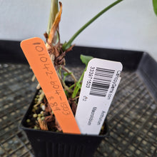 Load image into Gallery viewer, Anthurium Macrolobium exact plant, Fedex 2day*
