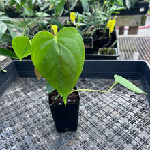 Load image into Gallery viewer, Anthurium Red Beauty, Exact Plant Ships Nationwide
