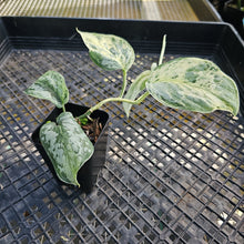 Load image into Gallery viewer, Scindapsus Peasun, Exact Plant Variegated Ships Nationwide
