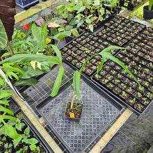 Load image into Gallery viewer, Philodendron Holtonianum, Exact Plant Ships Nationwide
