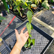 Load image into Gallery viewer, Anthurium Sp. Limon, Exact Plant Multi pot of 4 Ships Nationwide
