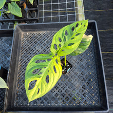 Load image into Gallery viewer, Monstera Adansonii Aurea, Exact Plant Variegated Ships Nationwide
