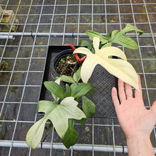 Load image into Gallery viewer, Philodendron Florida Ghost, Large, Exact Plant

