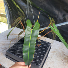 Load image into Gallery viewer, Philodendron Atabapoense Dark Form, Exact Plant Ships Nationwide
