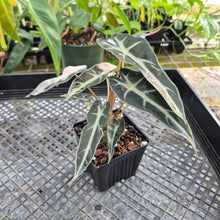 Load image into Gallery viewer, Alocasia 'Bambino Arrow' pink, Exact Plant Ships Nationwide
