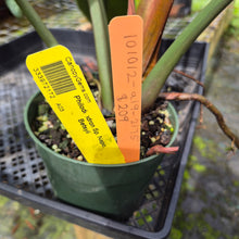Load image into Gallery viewer, Philodendron Sp. Napo, Betsyii exact plant, Fedex 2day*
