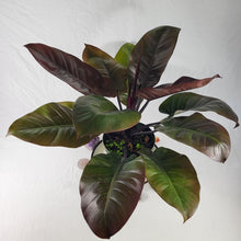 Load image into Gallery viewer, Philodendron Black Cardinal, Exact Plant X-Large
