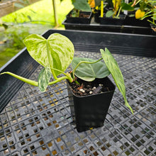 Load image into Gallery viewer, Philodendron Hederaceum, Heart Leaf, Exact Plant Variegated Ships Nationwide
