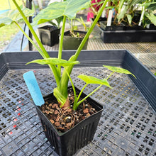 Load image into Gallery viewer, Alocasia Gageana Aurea, Exact Plant Variegated With baby Ships Nationwide
