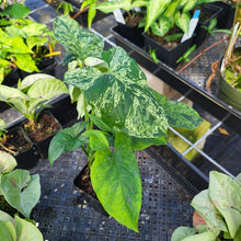 Load image into Gallery viewer, Syngonium Mojito, Exact Plant Variegated Ships Nationwide
