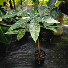 Load image into Gallery viewer, Pachira Aquatica Money Tree, Exact Plant Variegated grafted
