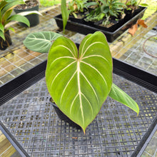 Load image into Gallery viewer, Philodendron Gloriosum, Dark Form, Exact Plant
