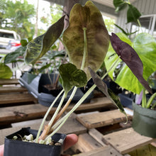 Load image into Gallery viewer, Alocasia Sedenii Aurea Variegated exact plant, Fedex 2day*

