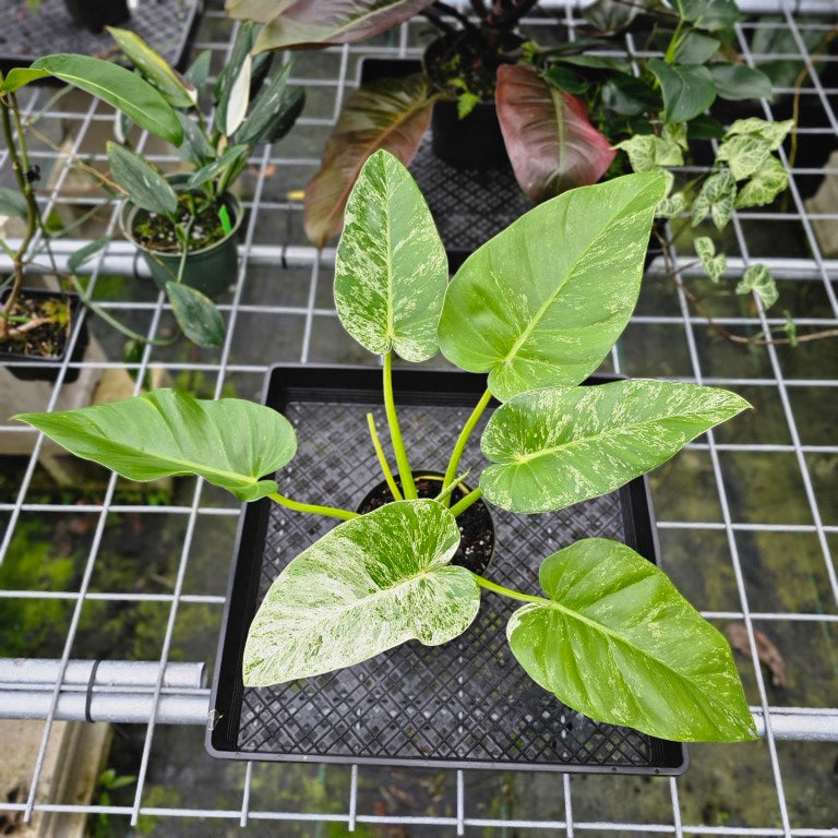 Philodendron Giganteum, Exact Plant Variegated
