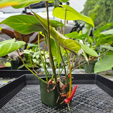 Load image into Gallery viewer, Philodendron Gloriosum, Dark Form, Exact Plant
