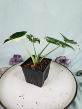 Load image into Gallery viewer, Odora Okinawa Silver, Exact Plant, variegated Alocasia
