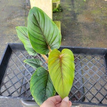 Load image into Gallery viewer, Philodendron Serpens, Exact Plant Ships Nationwide
