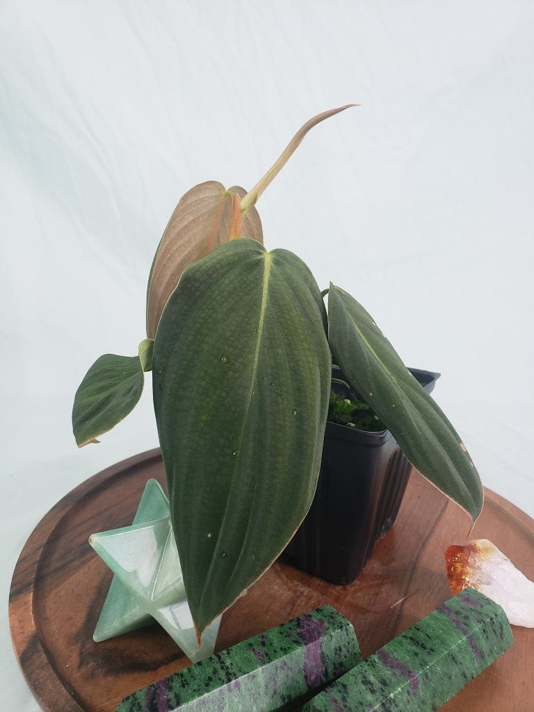 Philodendron Gigas, Exact Plant