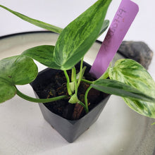 Load image into Gallery viewer, Philodendron Hederaceum, Heart Leaf, Exact Plant Variegated Ships Nationwide
