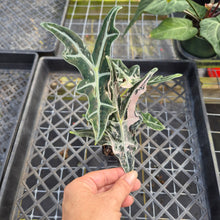 Load image into Gallery viewer, Alocasia nobilis pink Variegated Ships Nationwide
