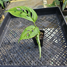 Load image into Gallery viewer, Monstera Esqueleto 2.5&quot; Pot, Fedex 2 day*

