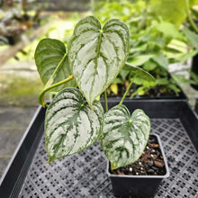 Load image into Gallery viewer, Philodendron Brandtianum, Exact Plant Mature Form Ships Nationwide

