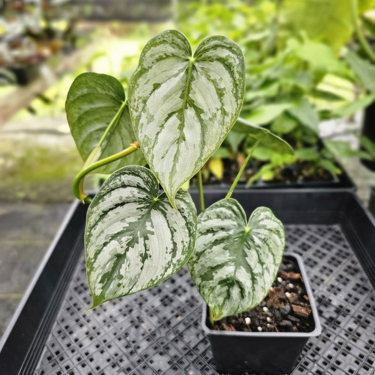 Philodendron Brandtianum, Exact Plant Mature Form Ships Nationwide