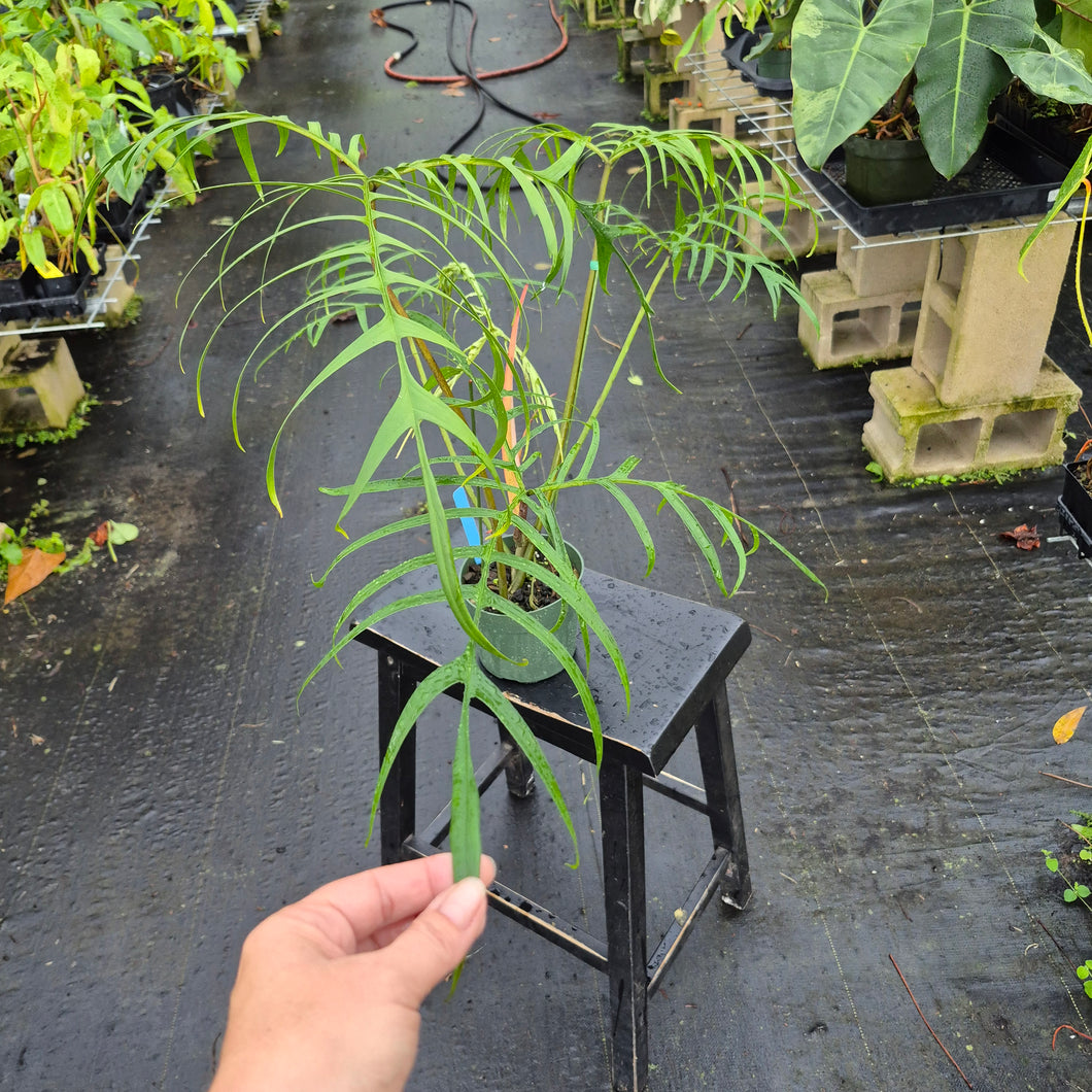 Philodendron Polypodoides, Exact Plant Ships Nationwide
