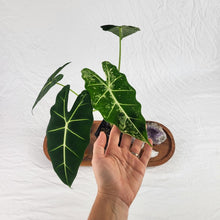 Load image into Gallery viewer, Alocasia Frydek, Exact Plant Variegated Ships Nationwide
