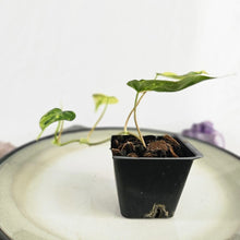 Load image into Gallery viewer, Philodendron Hederaceum Micans Aurea, Exact Plant Variegated Ships Nationwide
