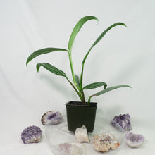 Load image into Gallery viewer, Epipremnum Amplissimum Silver Stripe 4&quot; pot, Fedex 2 day*
